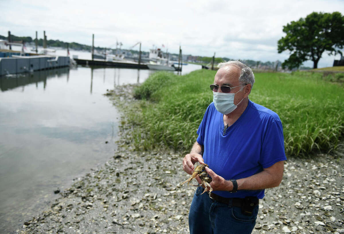 Harbor Watch founder Dick Harris holds three Chinese mitten crabs outside of Copps Island Oysters in East Norwalk, Conn. Thursday, June 18, 2020. The invasive species of crab has been spotted recently in the waters of the Housatonic River. The crabs are a major problem because of their burrowing activity that can compromise the integrity of levees and waterfront construction and rapidly increase stream bank erosion.