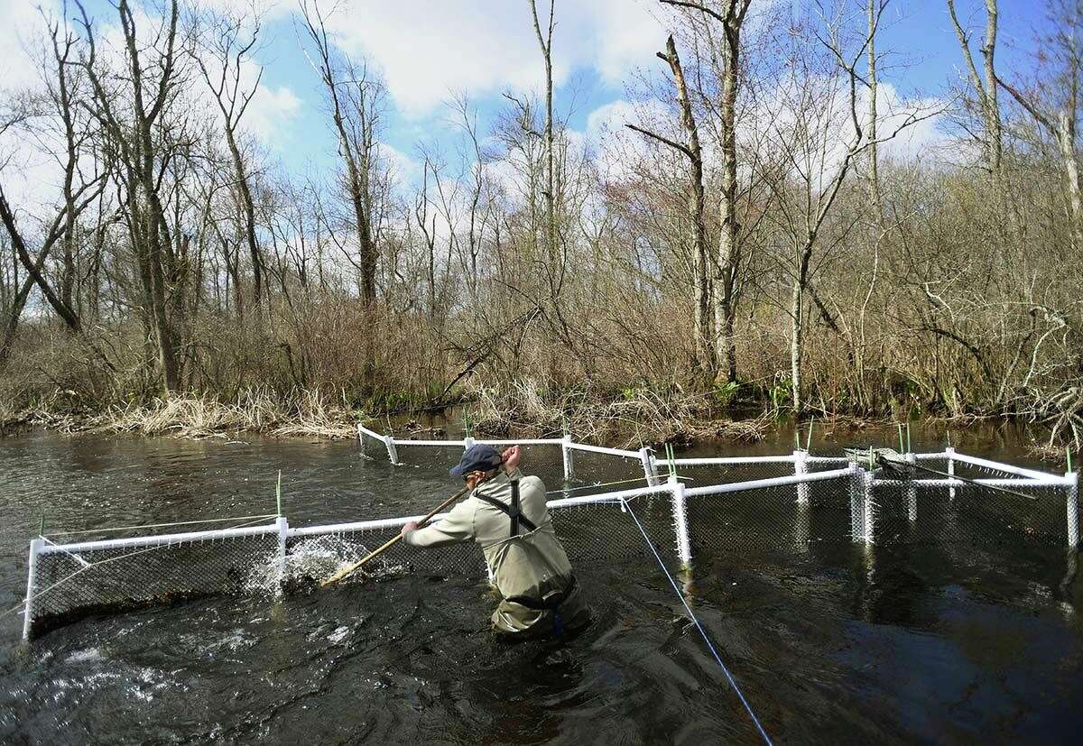 Jon Vander Werff, a fish biologist with Save the Sound, clears debris from his alewife fish trap on Whitford Brook in Old Mystic.