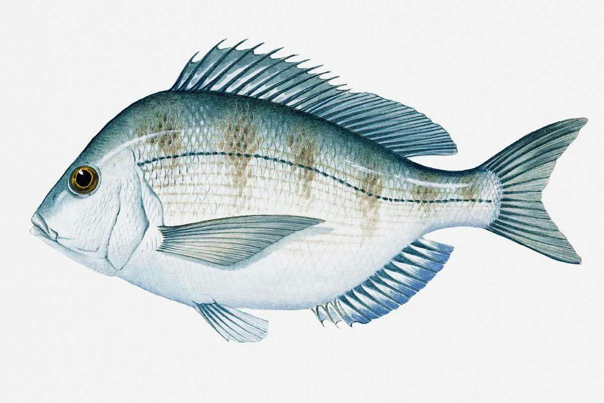 Traditionally found in more southern waters, scup are now being increasingly seen in the warming Sound.
