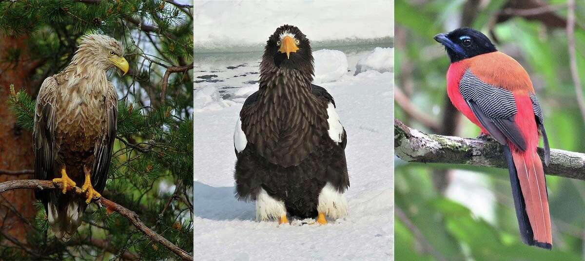 Some of the many birds spotted on Nichol’s wildlife trips (from left), a white-tailed eagle in Finland, a Steller’s sea eagle in Hokkaido, Japan, and a scarlet-rumped trogon in Borneo.