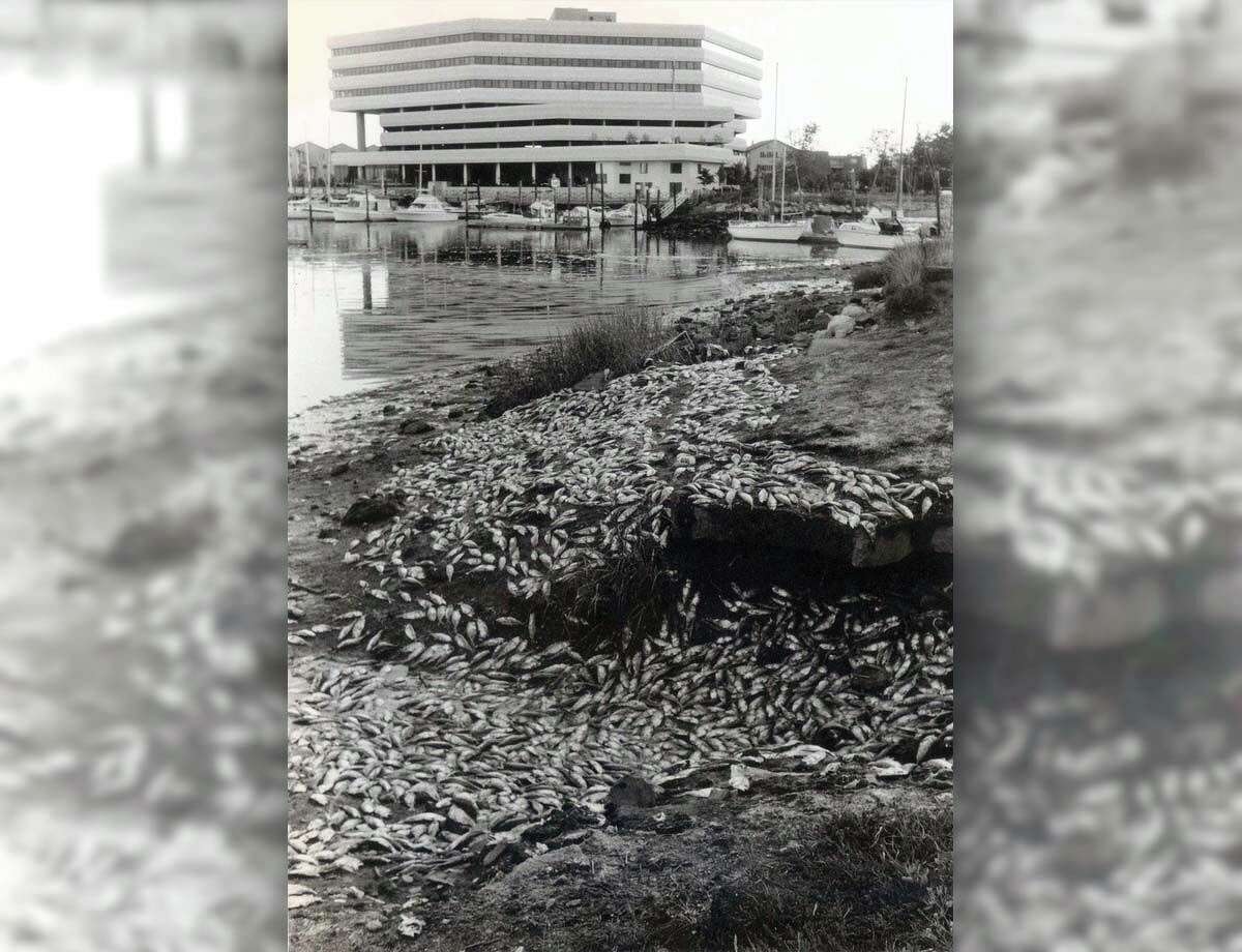 In an event similar to that described by the author, thousands of bunker fish suffocated in the Halloween Yacht Club lagoon, next to the entrance to Cummings Beach, in July 1987. The fish were chased onto the lagoon by large bluefish who, in turn, were being chased by fishermen.