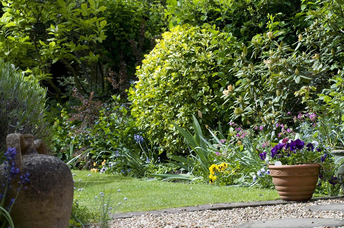 How to turn your lawn into a garden