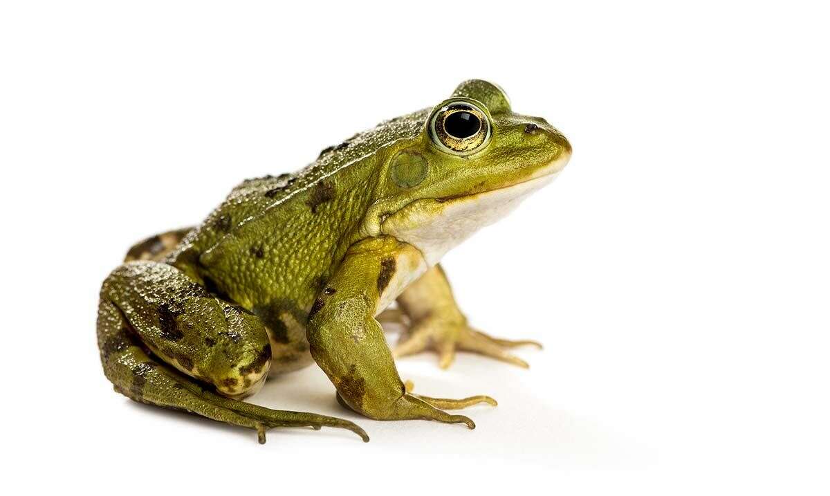 Common,Water,Frog,In,Front,Of,A,White,Background