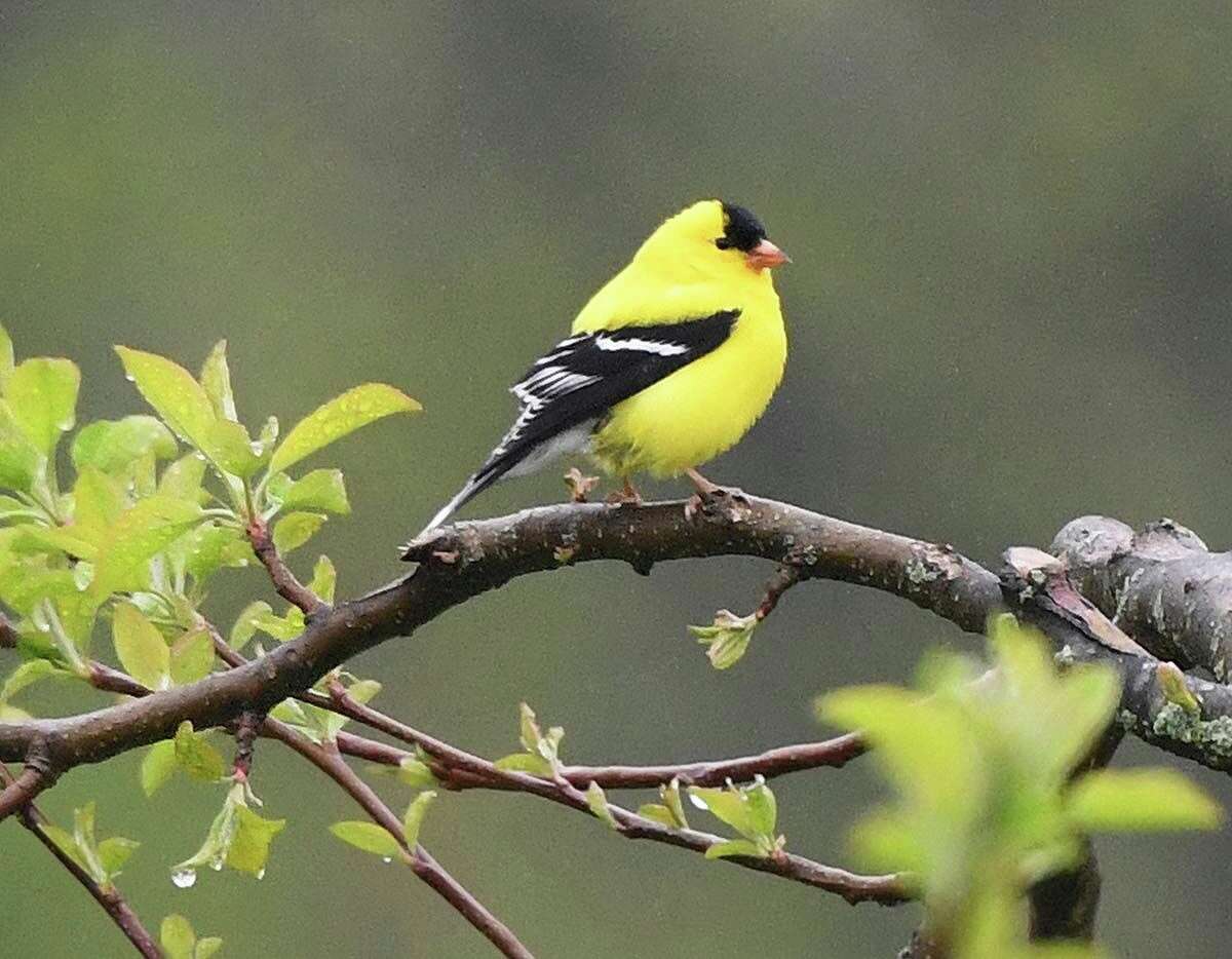 A goldfinch perches on a tree at Audubon Greenwich.
