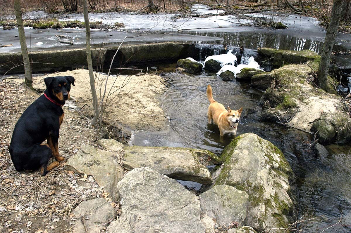 places-to-take-your-dog-and-yourself-for-a-walk