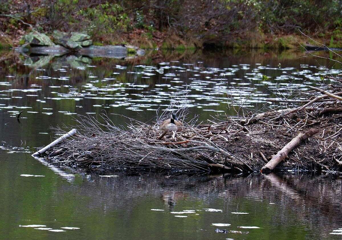 A Canada goose sits on a nest built on a beaver lodge.