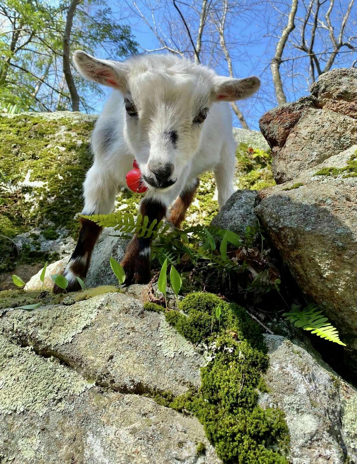 A young goat on one of Kristen Sassano Gill's hikes.