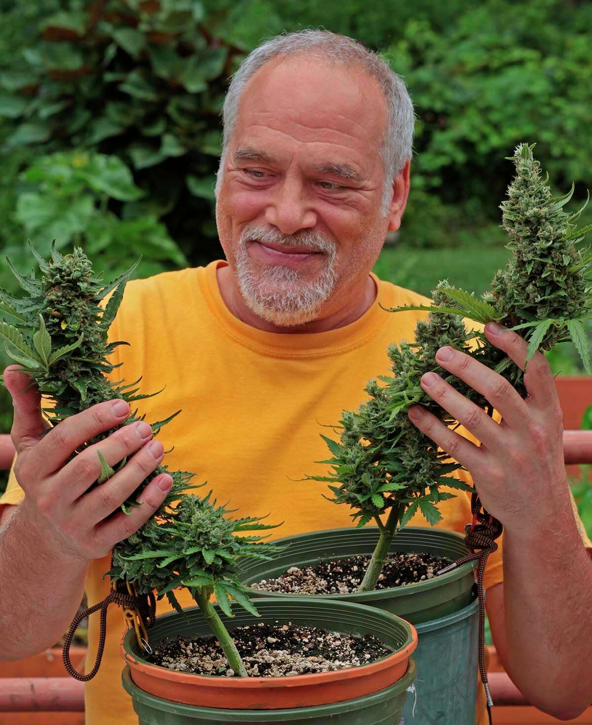 Mark Mathew Braunstein’s second crop of homegrown cannabis.