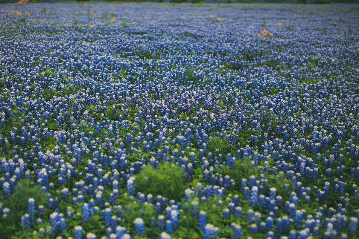 Photographer Alison Narro found bluebonnet paradise near Horseshoe Bay at the tail end of the Texas drought in 2015.