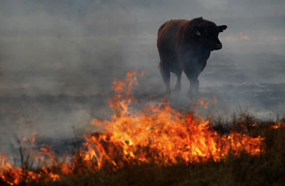 A bull tries to escape a running wildfire on April 19, 2011 in Graford, Texas. Dozens of area homes have been destroyed in the wildfires that have been fueled by dry conditions, high winds, and low humidity.