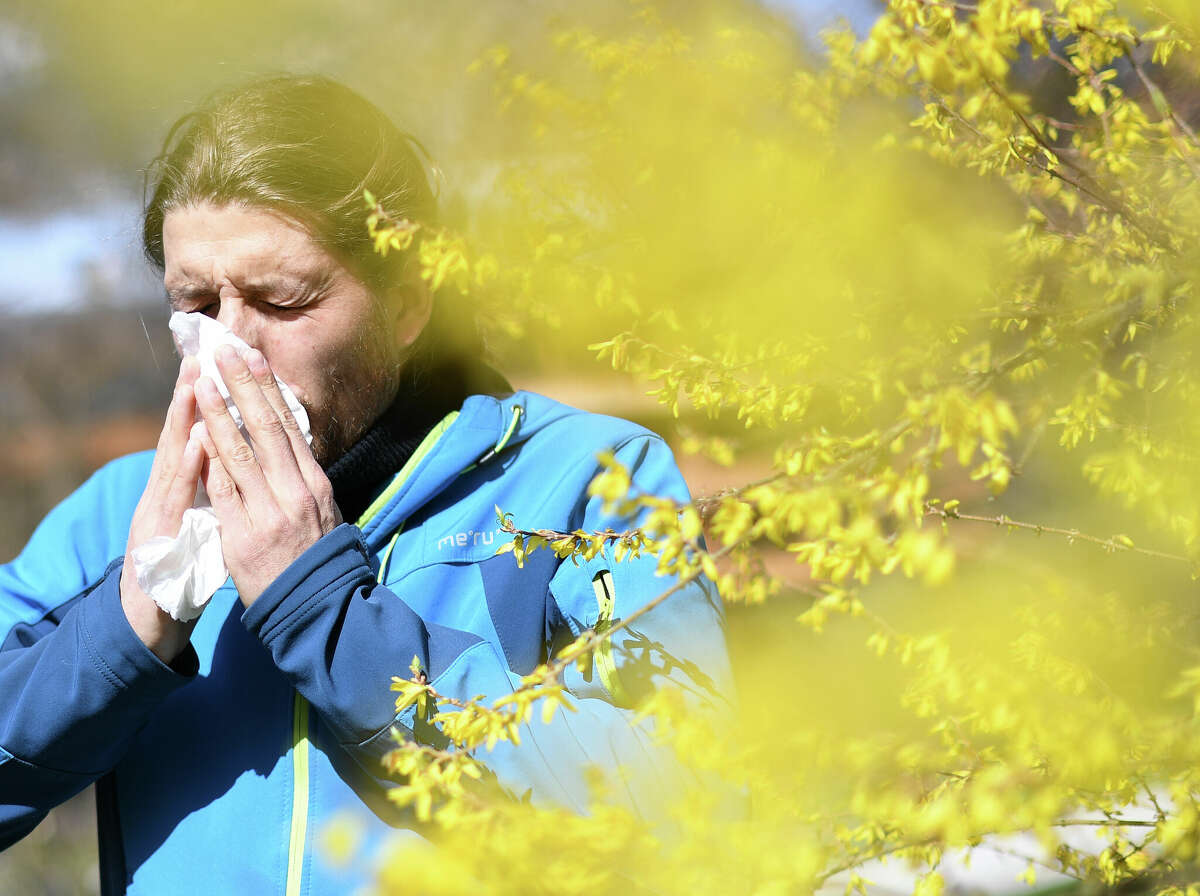 ILLUSTRATION - 27 March 2020, Bavaria, Garmisch-Partenkirchen: A man with hay fever and a handkerchief in front of his nose is standing next to a flowering shrub. Photo: Angelika Warmuth/dpa (Photo by Angelika Warmuth/picture alliance via Getty Images)