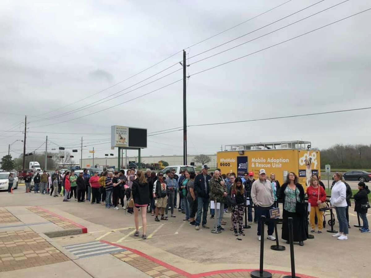 Houston Humane hopes to curb rampant stray cat population with free