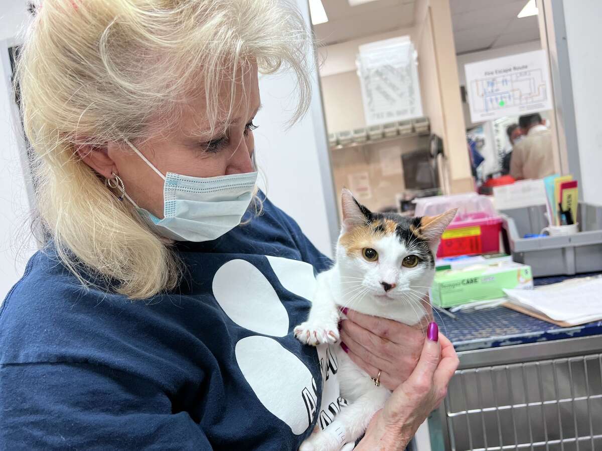 Houston Humane hopes to curb rampant stray cat population with free