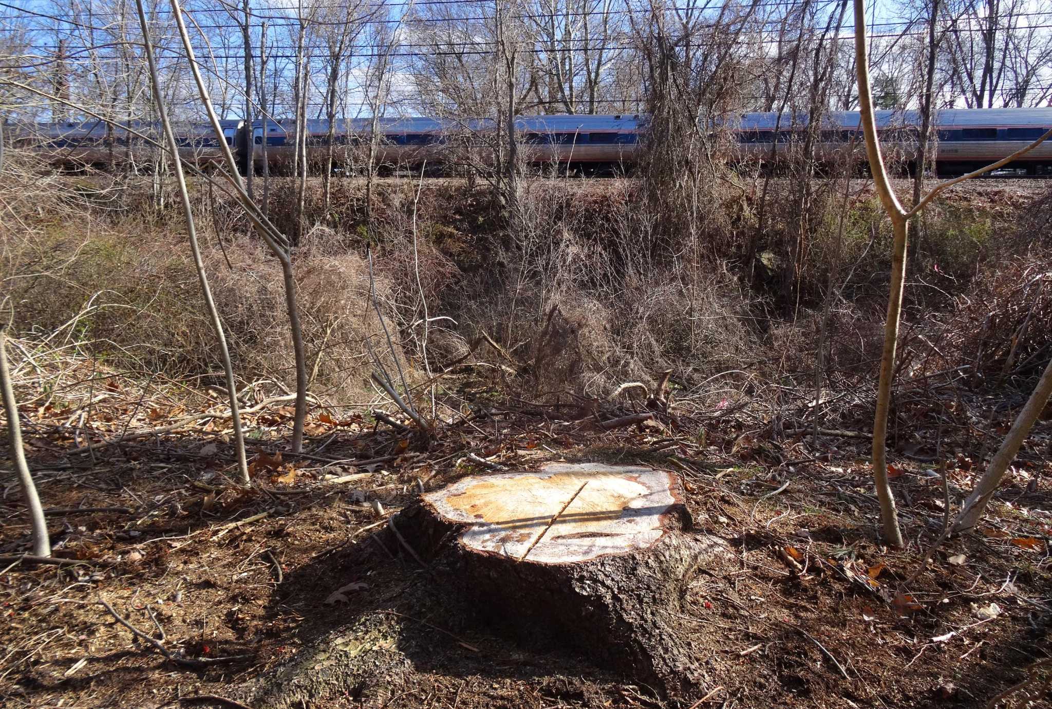 Eversource to cut 62 trees along Darien's Little Brook Road