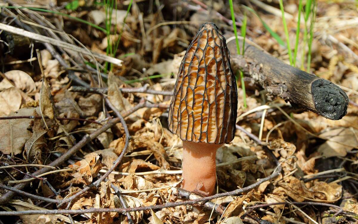 All true morels found in Michigan have one characteristic in common: their caps are pitted with little hollows, as if holes had been punched part-way through. While the pattern of the pits varies between species it is a unique identifier of true morels, according to the Michigan Department of Natural Resources.