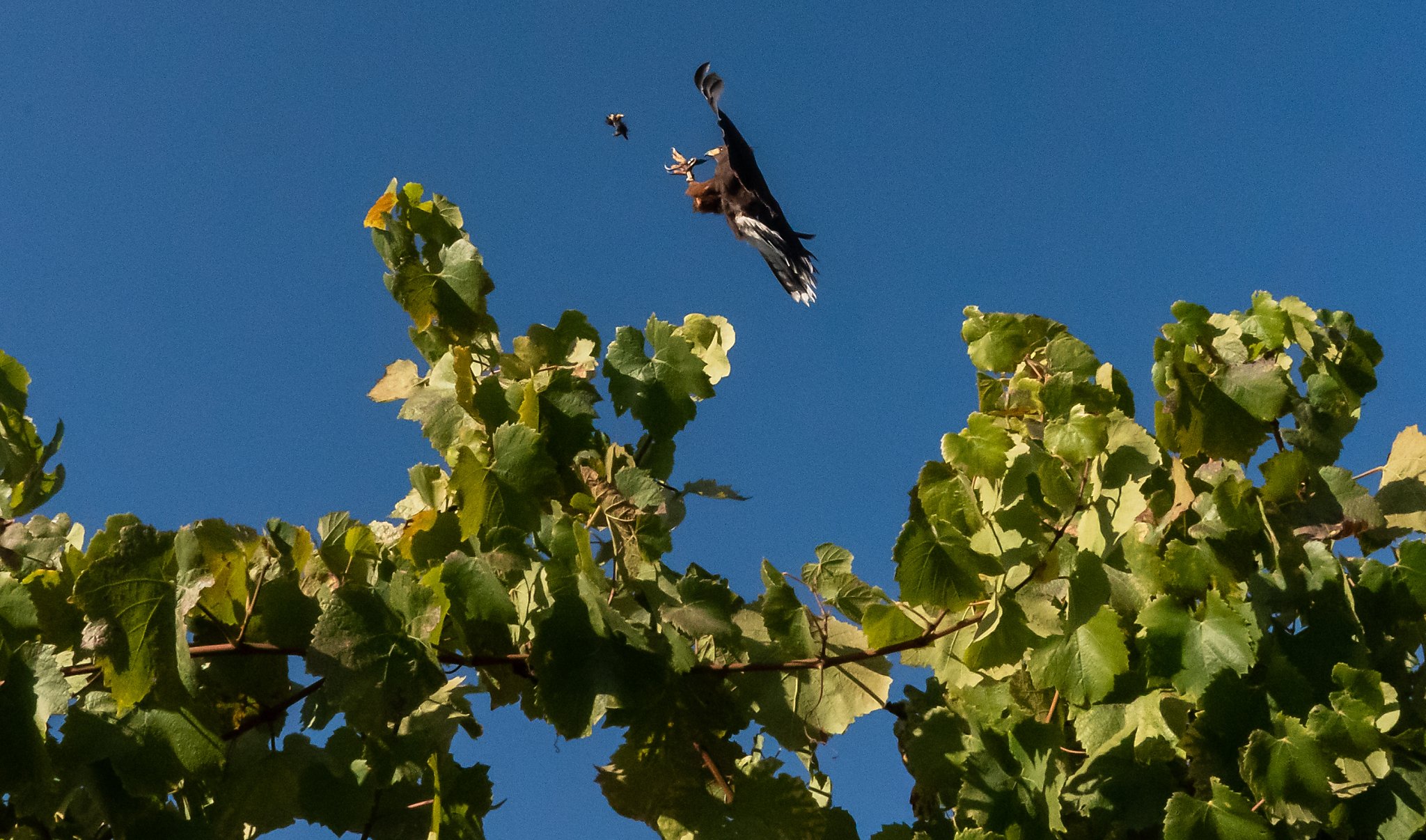 The not-so-secret reason California wineries are constantly fighting over name rights - Vimarsana News