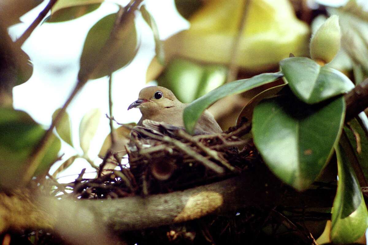 Be careful when trimming trees and shrubs, so that you don’t disturb a mourning dove or other nesting bird.