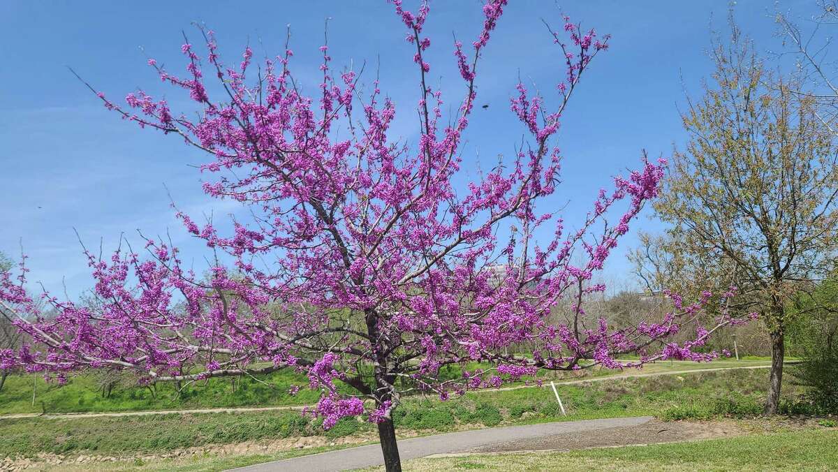 Redbuds (Cercis canadensis) are in their glory right now. The understory trees grow to 20 to 25 feet tall with smaller varieties from 6-15 feet tall. Leaves are deciduous and appear after the clustered flowers bloom.