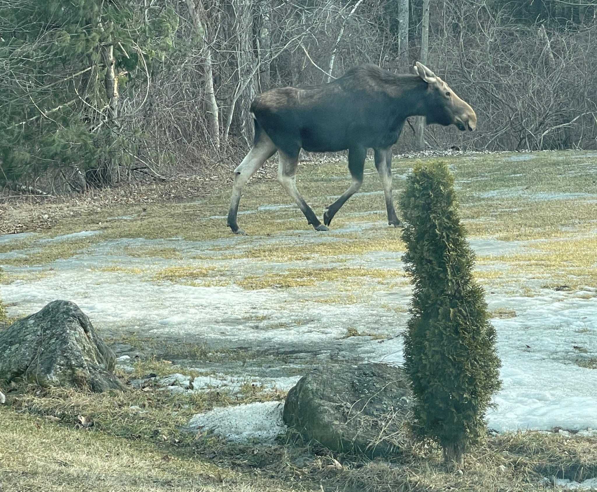 DEEP, police urge residents to leave Winsted moose alone, 'give her space' - Vimarsana News