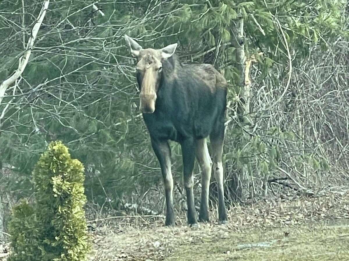 A female moose was first seen on Feb. 17 near the Winsted Sewer Plant, and has been sighted there many times since. Police and the DEEP are urging residents to keep away from the moose because she is pregnant and a large, dangerous animal.