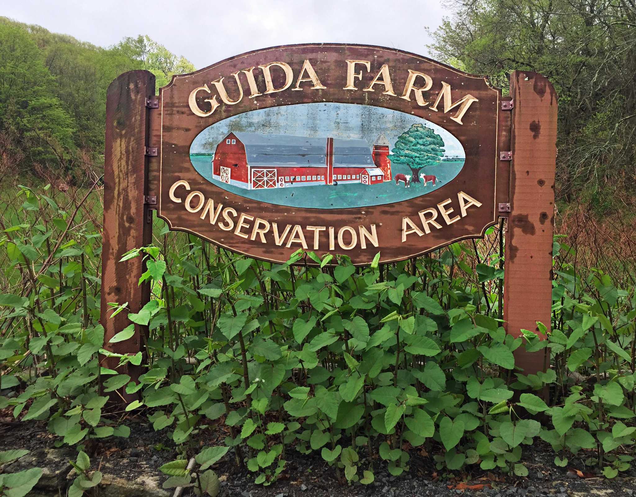 GUIDA MIDDLETOWN visual data 2