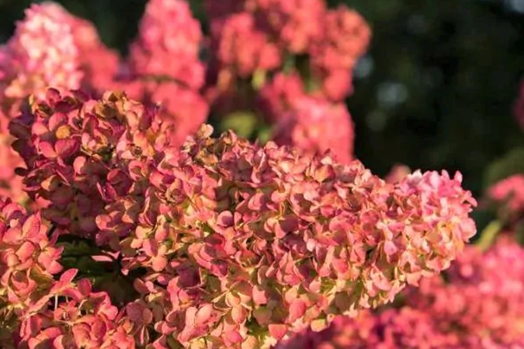 Berry deals white hydrangea