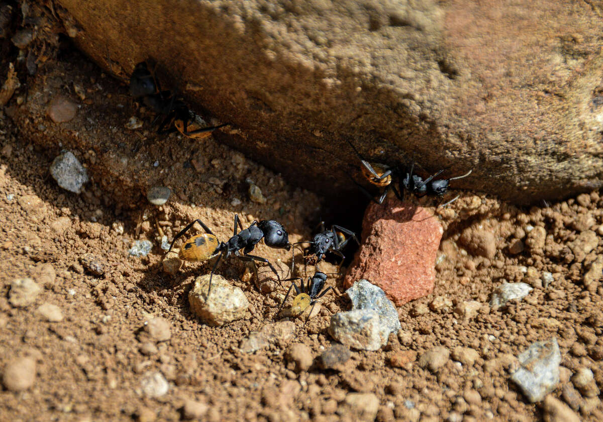 University of Texas at Austin scientists may have found a way to stop an invasive ant species.