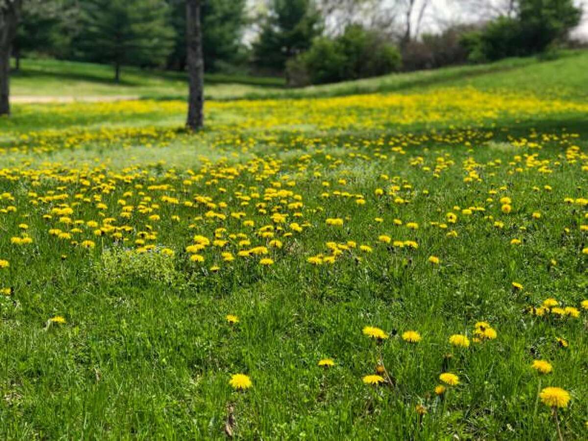 Do this to keep weeds out of your yard