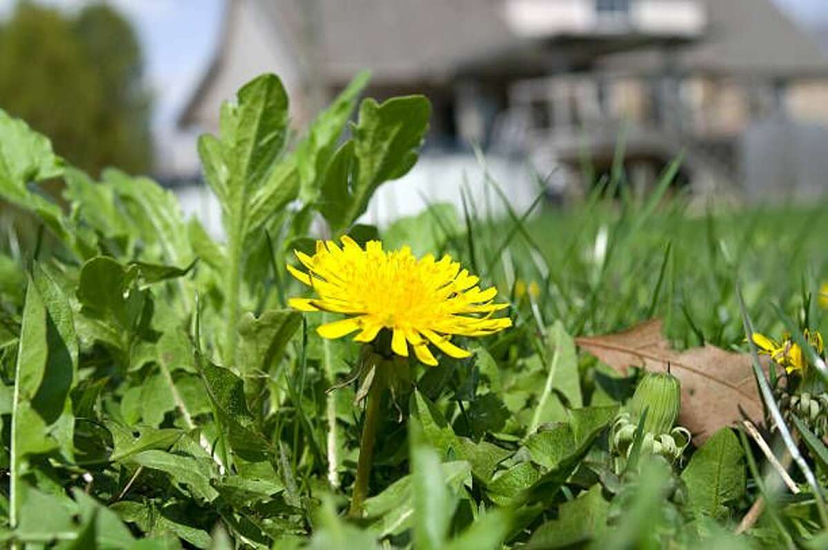 1) The Lawn Weed: Dandelions: Everyone instantly recognizes dandelions by their bright yellow flowers, but these perennial weeds, which means they come back every year, will take over if left untreated. That’s fine if you don’t mind the look of a field of yellow, but not so great if you want grass. What to do: These weeds have a deep taproot that’s tough to dig out, though you can try hand-digging if the plants are small and you get the root. Otherwise, look for a three-way herbicide (it will say so on the bag), and follow the application instructions. It may take more than one application for mature weeds. You also can spot spray dandelions with the same type of product. SHOP DANDELION DIGGERS