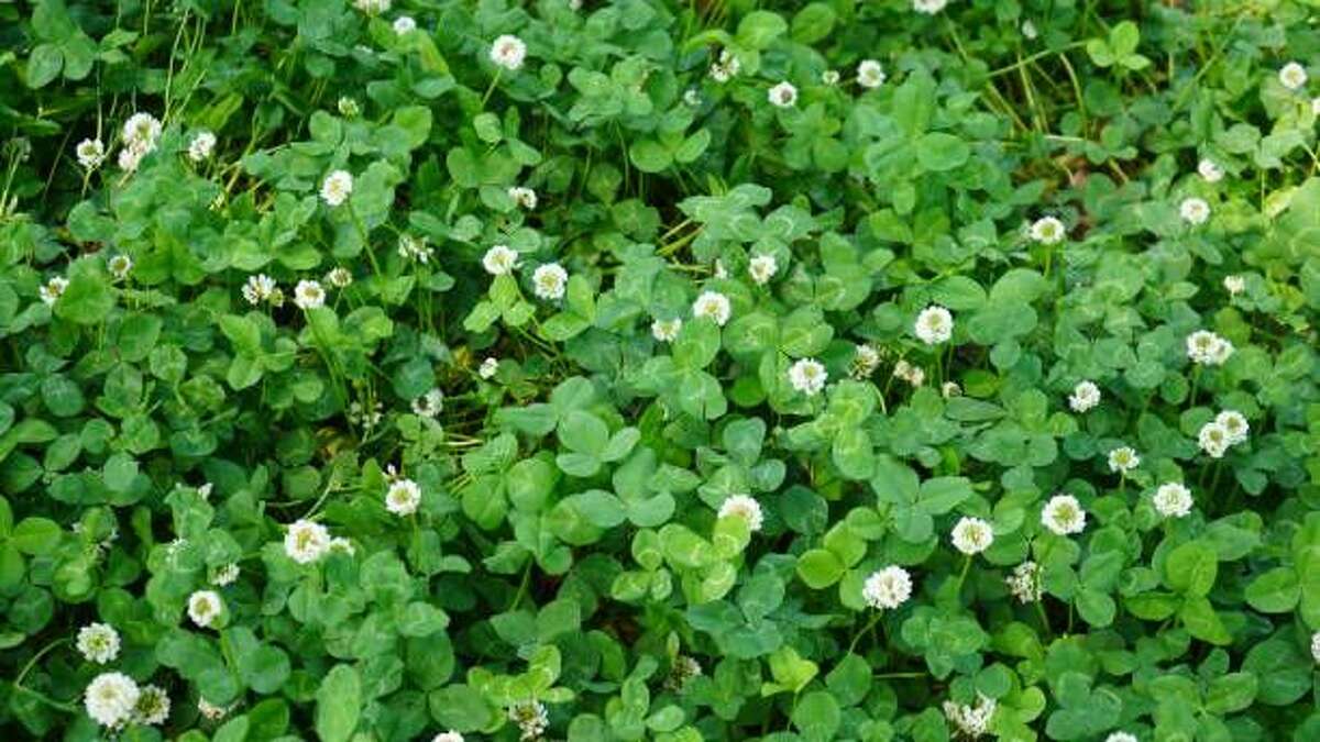 5) The Lawn Weed: White Clover: This perennial plant will take over if not checked. Clover was once used as a desirable part of turf seed mixes, but it’s now considered a weed by many homeowners because of the patchy appearance on lawns. It’s a legume, which means it makes its own nitrogen and spreads rapidly. What to do: You won’t be able to eradicate white clover. In fact, it does provide food for honeybees so you can learn to live with it. Or treat it as you would dandelions with a three-way product, which will provide some control. SHOP CLOVER CONTROL