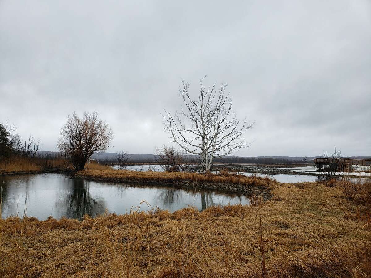 Arielle Breen visited the Arcadia Marsh Nature Preserve on March 19, 2022 while a number of birds were migrating back through the area. 
