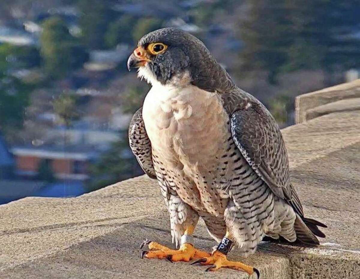 Grinnell, one of two resident UC Berkeley peregrine falcons, was found dead in downtown Berkeley on Thursday afternoon, Cal Falcons said on Thursday.