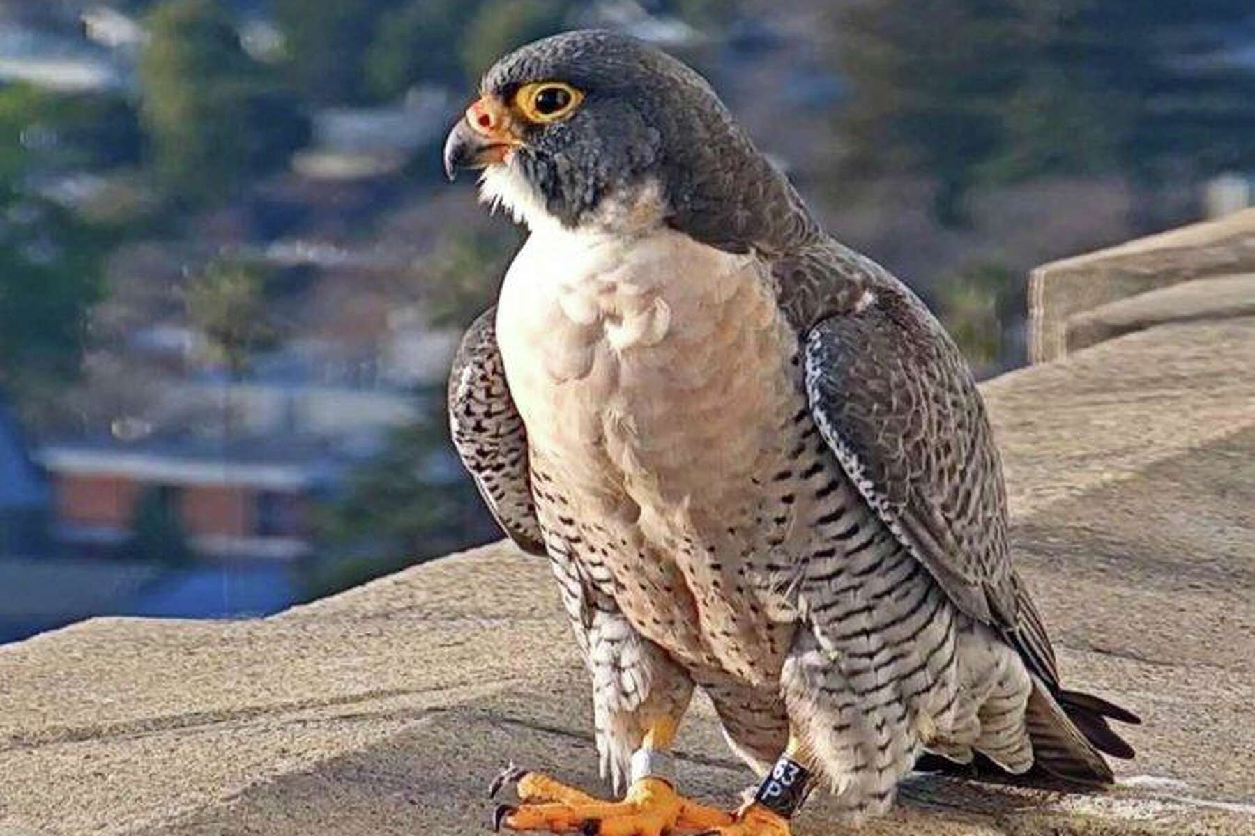 Uc Berkeley's Falcon Soap Opera Continues. Here's How You Can Help Name  Queen Annie's Newest Mate