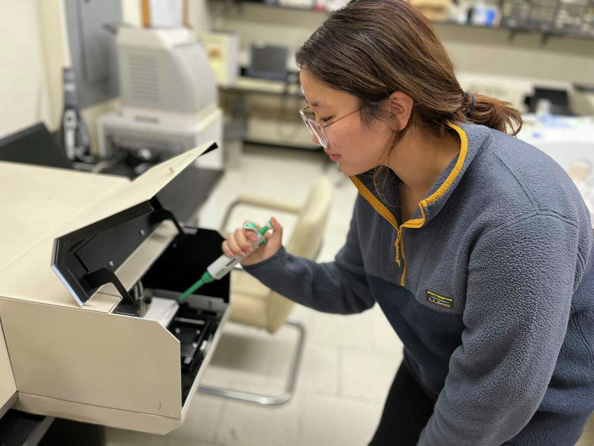 Naomi Park, a sophomore at Greenwich High School, works during Andy Bramante’s research class on her project “Biomimetic Removal of Microspheres Water Contaminants, via Calcite-Infused, Coral-like Melamine Sponges.”