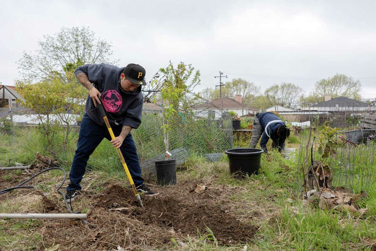 Planting Justice staff members Rigoberto Ortega (left) and Obichukwu Lebeke work to plant trees in the garden at Madison Park Academy Elementary School on Tuesday, March 29, 2022 in Oakland, Calif.