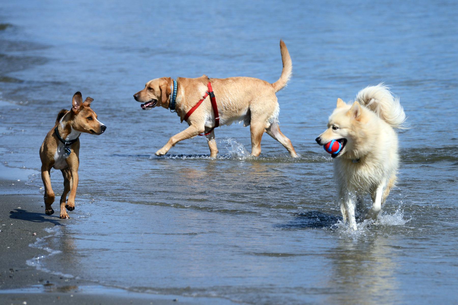 What to know about bringing your dogs to the beach in CT
