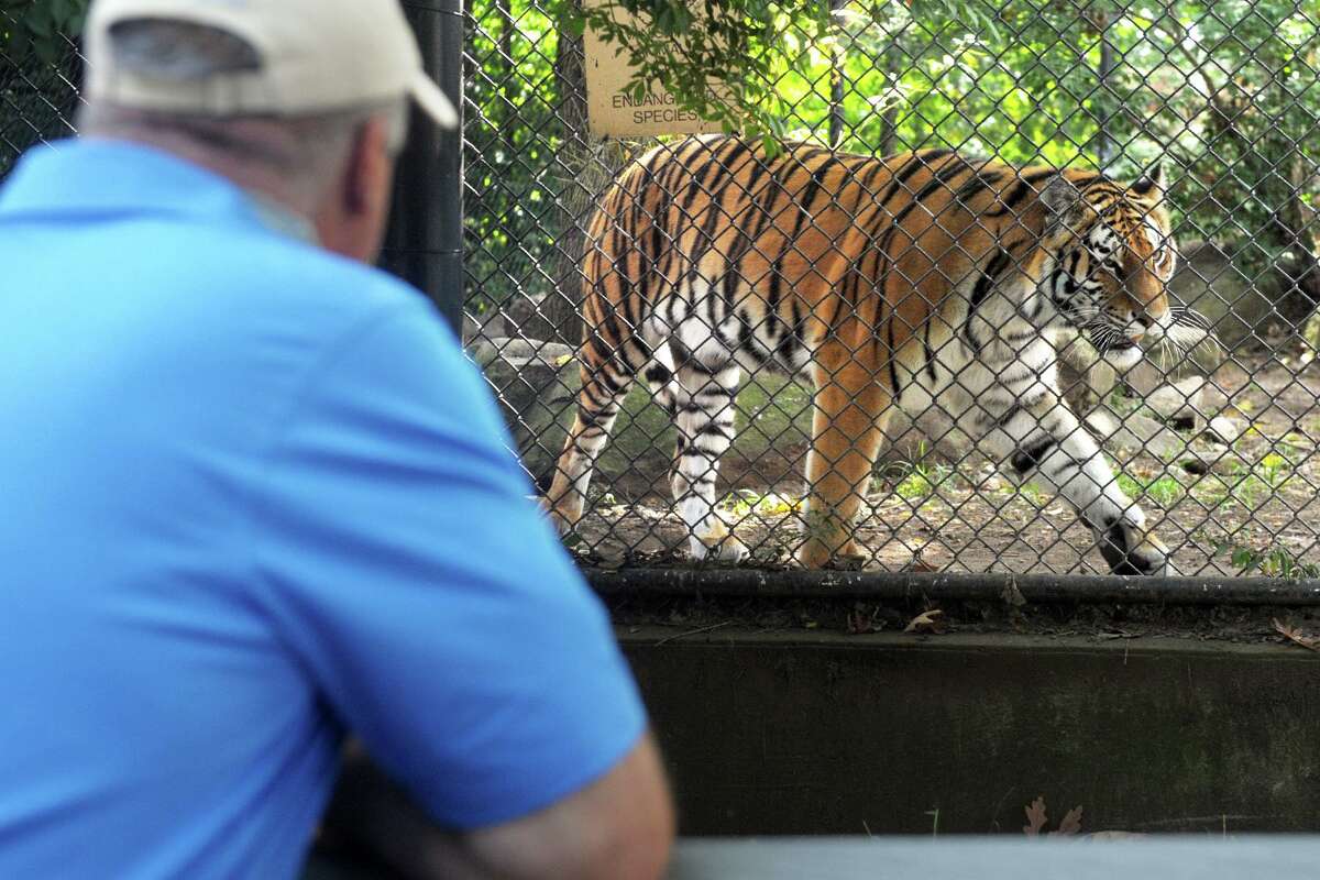 Gregg Dancho, director of the Beardsley Zoo in Bridgeport, Conn., in September 2020 with the Amur tiger Zeya.