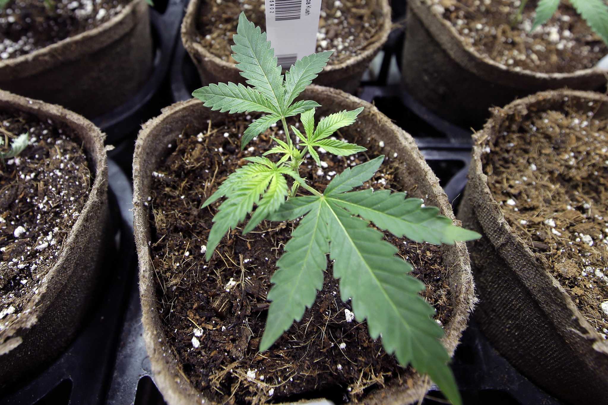 Fred McKinney (opinion): The cannabis manifesto for social equity - Vimarsana News