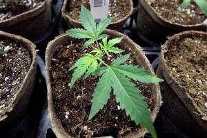 McKinney (opinion): The cannabis manifesto for social equity