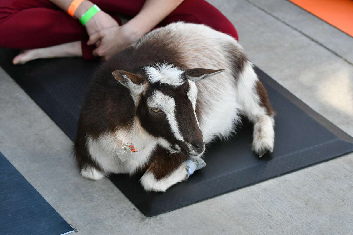 Goat Yoga 
