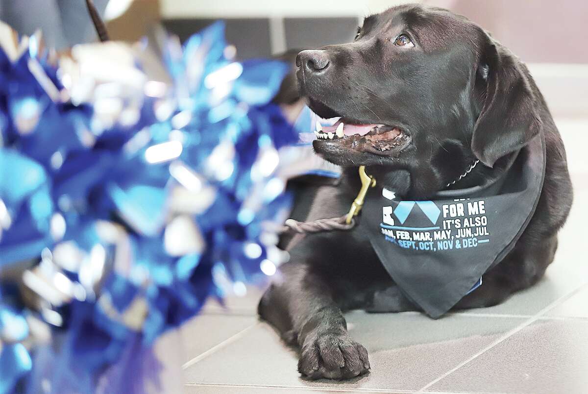 John Badman|The Telegraph The comforting contributions made by Fitz, a support dog, was mentioned by speakers Friday at the event to start Child Abuse Prevention Month.