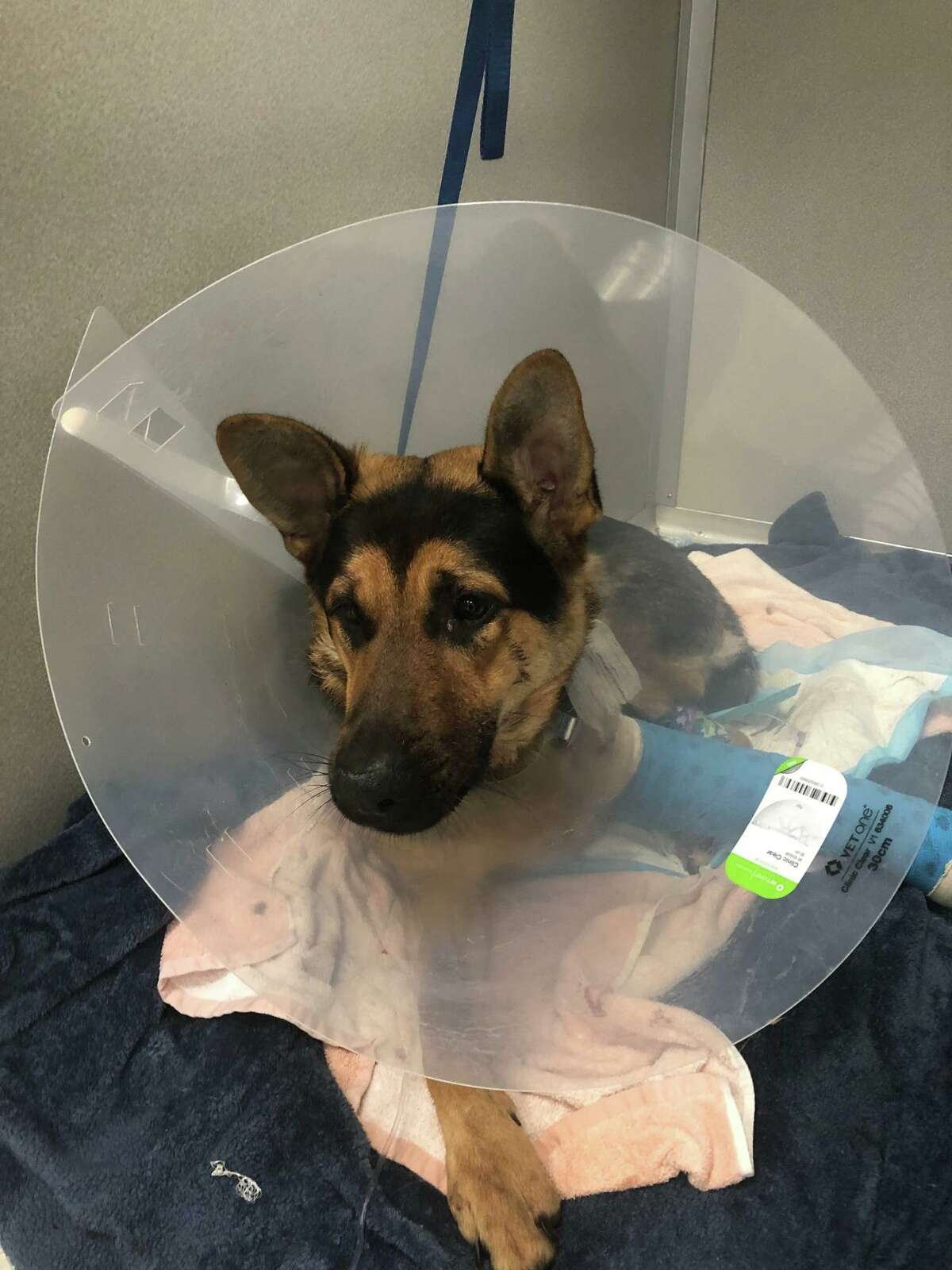The dog — described by police as black and brown and likely 8 months old to 2 years old — was taken to a local veterinarian for treatment after being found with two gunshot wounds. Police said one of the bullets shattered his leg, while the other is embedded in his shoulder.