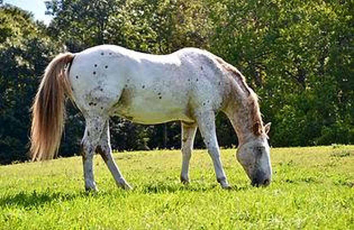 Washington horse rescue invites all to show day