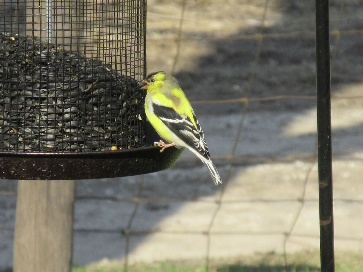 The plumage of a male goldfinch enjoying a meal in a Greenfield yard is gradually changing from his drab winter color to his bright yellow summer attire — another sign of spring.