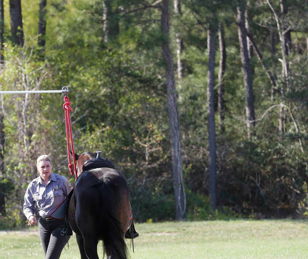 Laura Alexander with the Montgomery County Precinct 2 Constable’s Mounted Posse prepare her horse and gear for another evening at the Montgomery County Fair and Rodeo, Friday, April 1, 2022, in Conroe. The 15-member volunteer group adds to law enforcement surveillance efforts at the fairgrounds during some of the rodeo and fair’s busiest days.