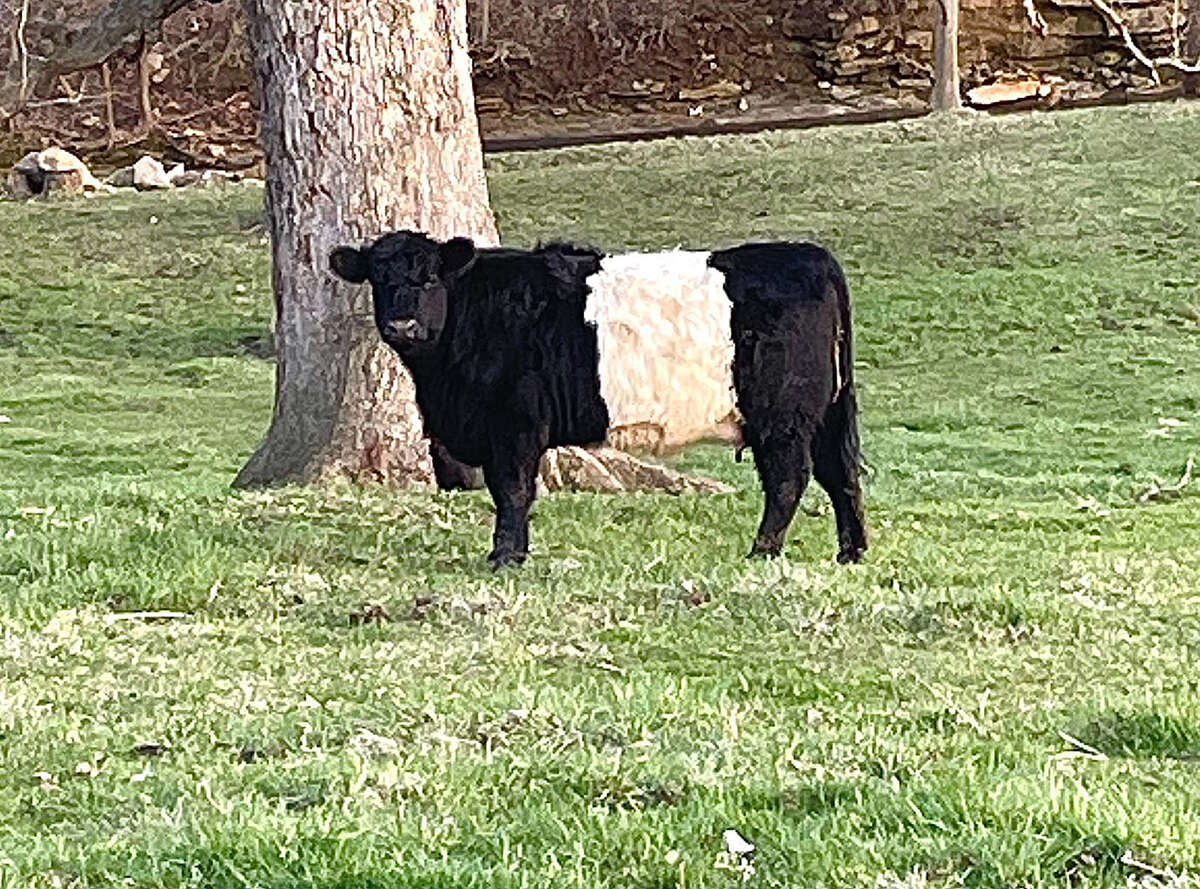 A Belted Galloway cow casts a suspicious glance while walking in a pasture south of Carrollton.