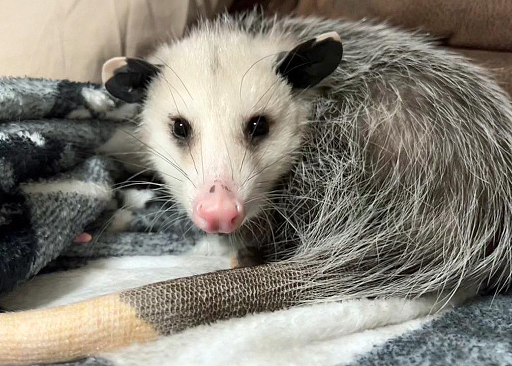 Bring your pooch to Puppy-Opossum Palooza fundraiser for animal shelter and wildlife rehab center - Vimarsana News