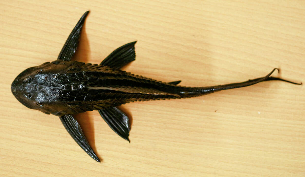 Sucker-mouth catfish (Hypostomus plecostomus) on wood background.
