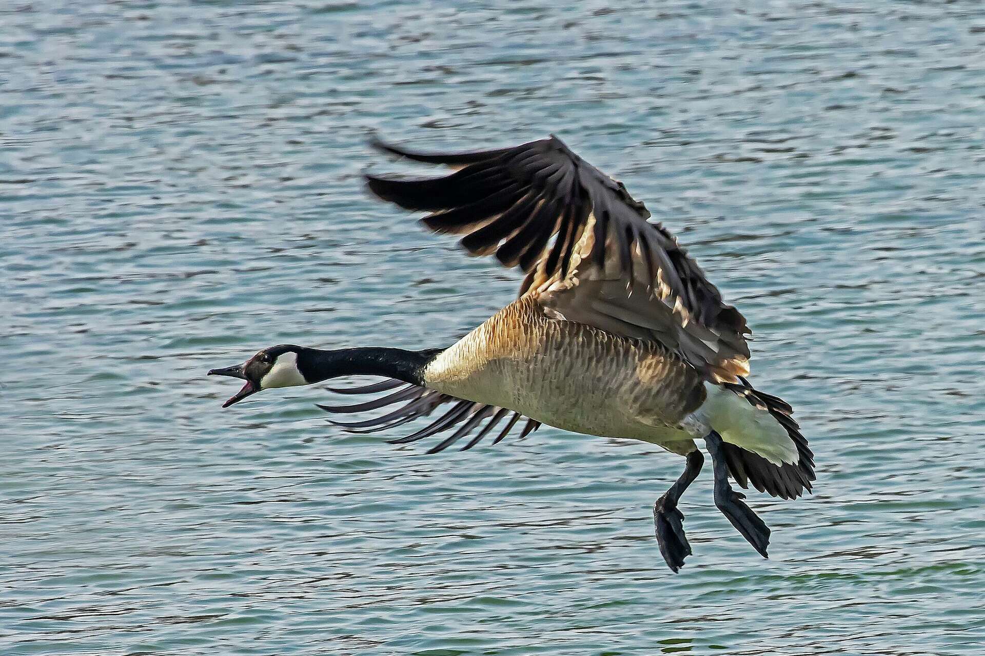 Canada goose kills quiz hotsell