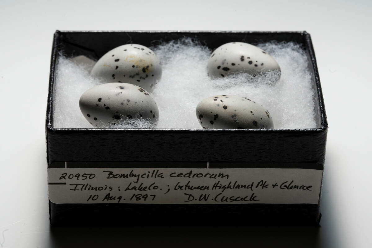 Cedar waxwing eggs collected in 1897 are displayed in the Field Museum's bird division egg collection.